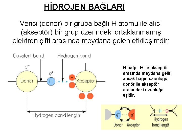 HİDROJEN BAĞLARI Verici (donör) bir gruba bağlı H atomu ile alıcı (akseptör) bir grup