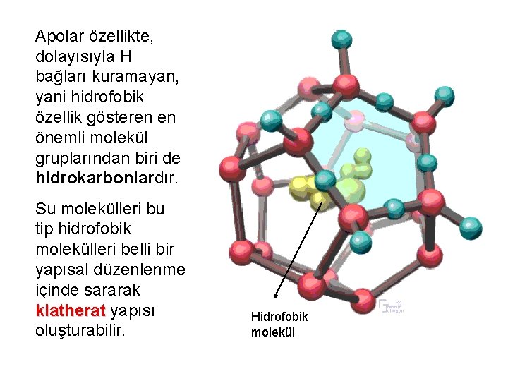 Apolar özellikte, dolayısıyla H bağları kuramayan, yani hidrofobik özellik gösteren en önemli molekül gruplarından