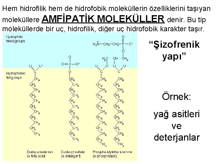 Hem hidrofilik hem de hidrofobik moleküllerin özelliklerini taşıyan moleküllere AMFİPATİK MOLEKÜLLER denir. Bu tip