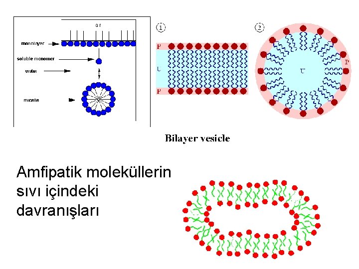 Amfipatik moleküllerin sıvı içindeki davranışları 