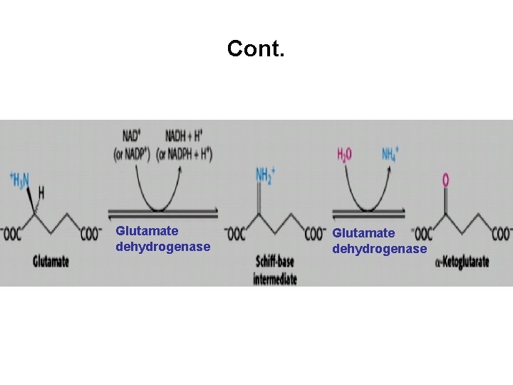 Cont. Glutamate dehydrogenase 