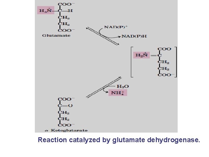 Reaction catalyzed by glutamate dehydrogenase. 