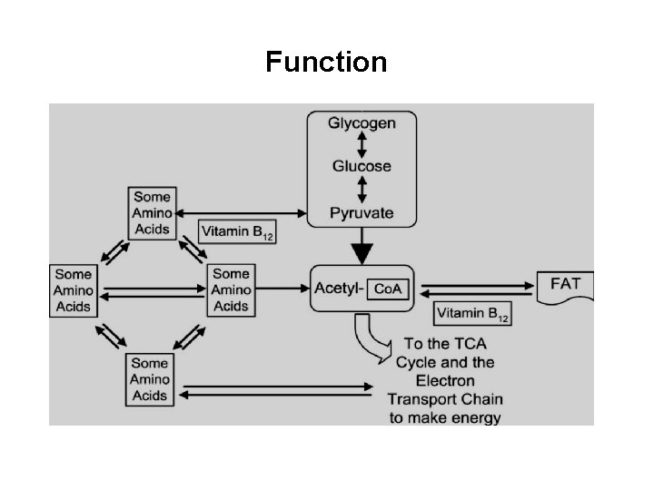 Function 