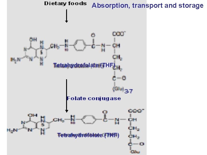 Absorption, transport and storage Tetrahydrofolate (THF) 