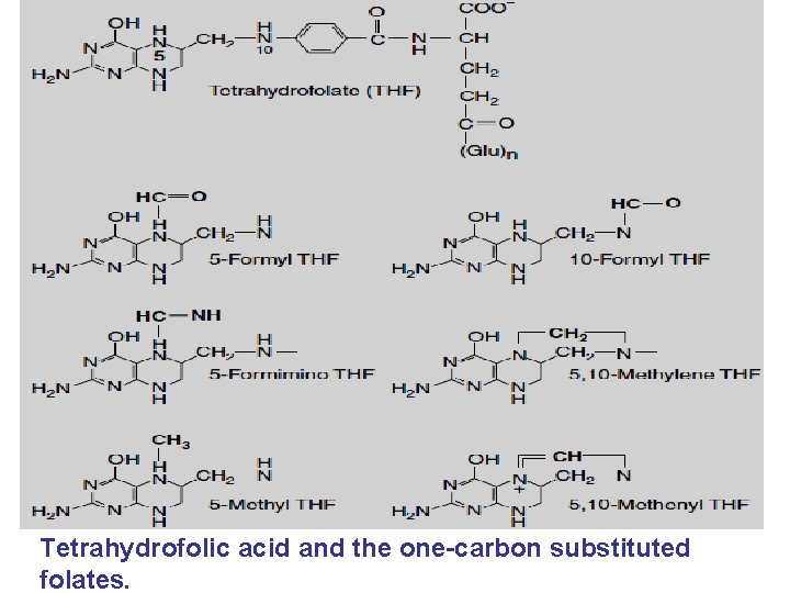 Tetrahydrofolic acid and the one-carbon substituted folates. 