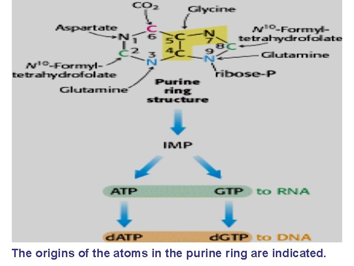 The origins of the atoms in the purine ring are indicated. 