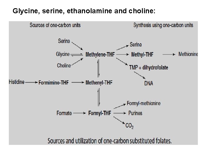 Glycine, serine, ethanolamine and choline: 