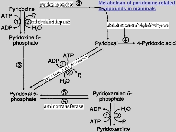 Metabolism of pyridoxine-related compounds in mammals 