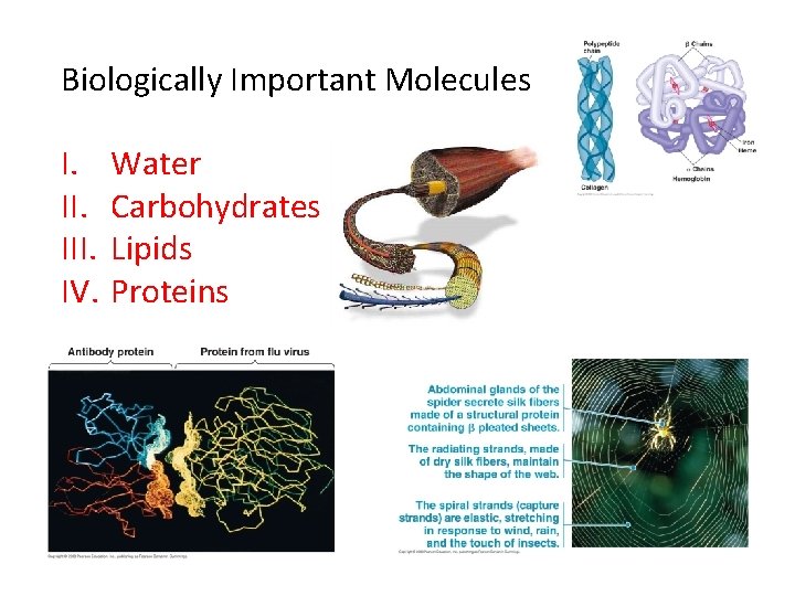 Biologically Important Molecules I. III. IV. Water Carbohydrates Lipids Proteins 