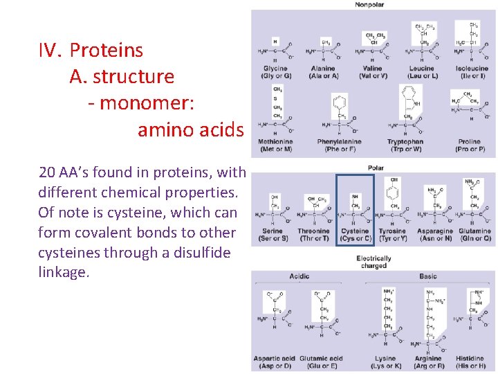 IV. Proteins A. structure - monomer: amino acids 20 AA’s found in proteins, with