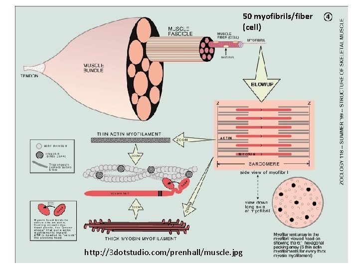 50 myofibrils/fiber (cell) http: //3 dotstudio. com/prenhall/muscle. jpg 