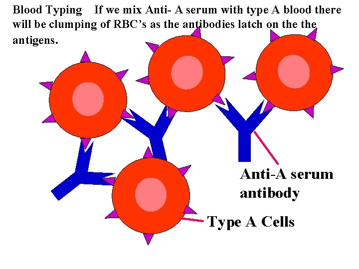 Blood Typing If we mix Anti- A serum with type A blood there will