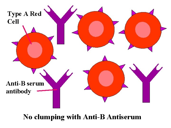 Type A Red Cell Anti-B serum antibody No clumping with Anti-B Antiserum 