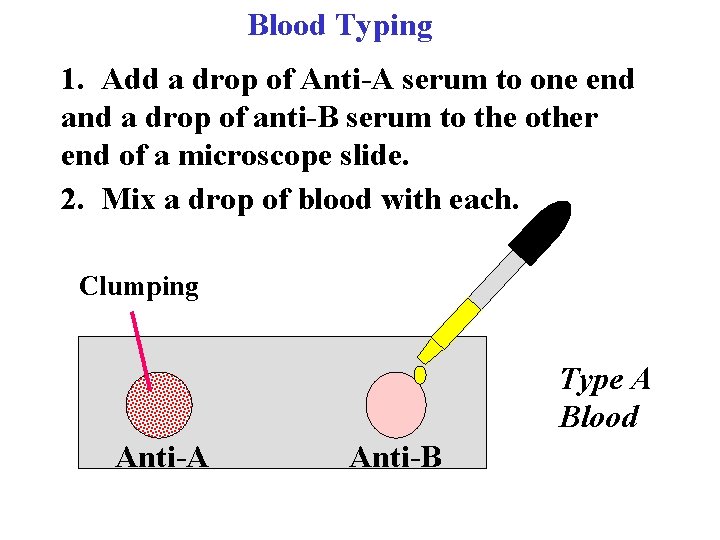 Blood Typing 1. Add a drop of Anti-A serum to one end a drop