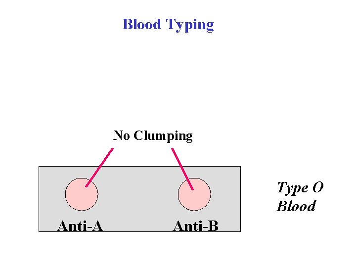 Blood Typing No Clumping Type O Blood Anti-A Anti-B 