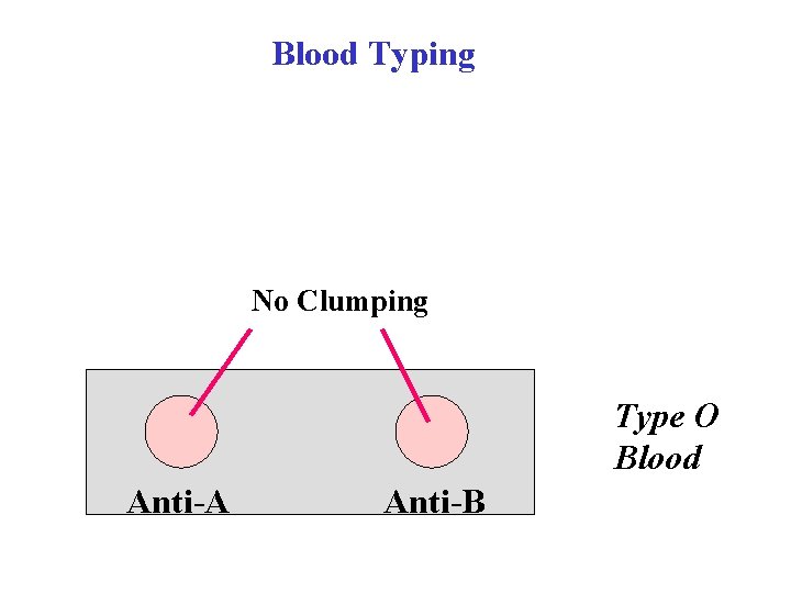 Blood Typing No Clumping Type O Blood Anti-A Anti-B Blood Typing No Clumping Type O Blood Anti-A Anti-B