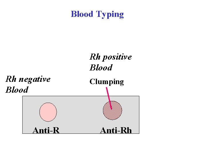 Blood Typing Rh positive Blood Rh negative Blood Anti-R Clumping Anti-Rh Blood Typing Rh positive Blood Rh negative Blood Anti-R Clumping Anti-Rh
