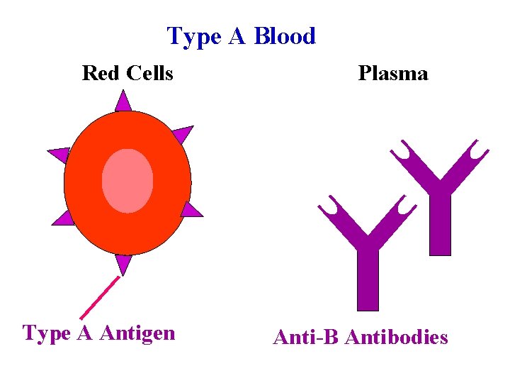 Type A Blood Red Cells Type A Antigen Plasma Anti-B Antibodies Type A Blood Red Cells Type A Antigen Plasma Anti-B Antibodies