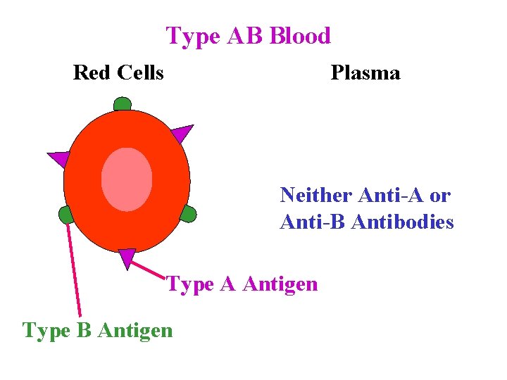 Type AB Blood Red Cells Plasma Neither Anti-A or Anti-B Antibodies Type A Antigen