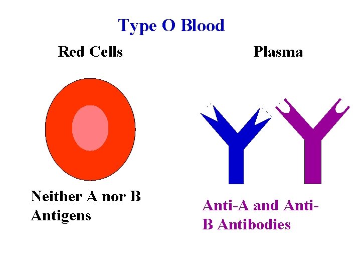 Type O Blood Red Cells Neither A nor B Antigens Plasma Anti-A and Anti.