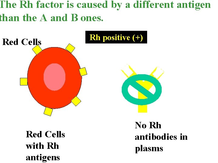 The Rh factor is caused by a different antigen than the A and B