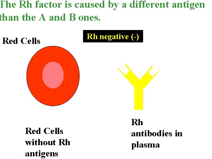 The Rh factor is caused by a different antigen than the A and B