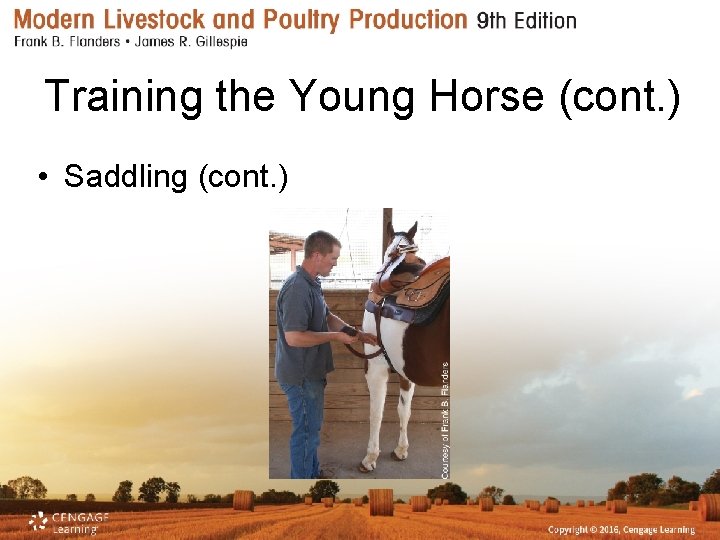 Training the Young Horse (cont. ) • Saddling (cont. ) 