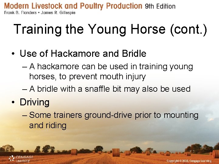 Training the Young Horse (cont. ) • Use of Hackamore and Bridle – A