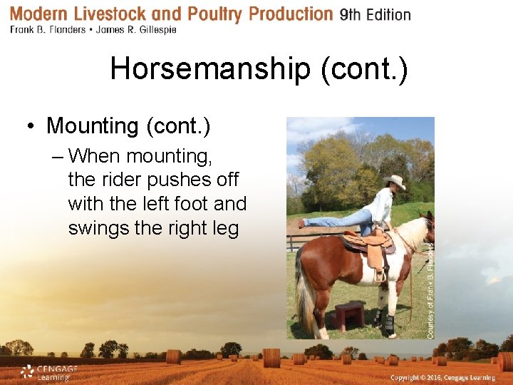 Horsemanship (cont. ) • Mounting (cont. ) – When mounting, the rider pushes off
