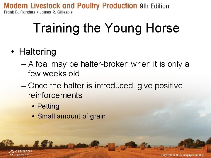 Training the Young Horse • Haltering – A foal may be halter-broken when it