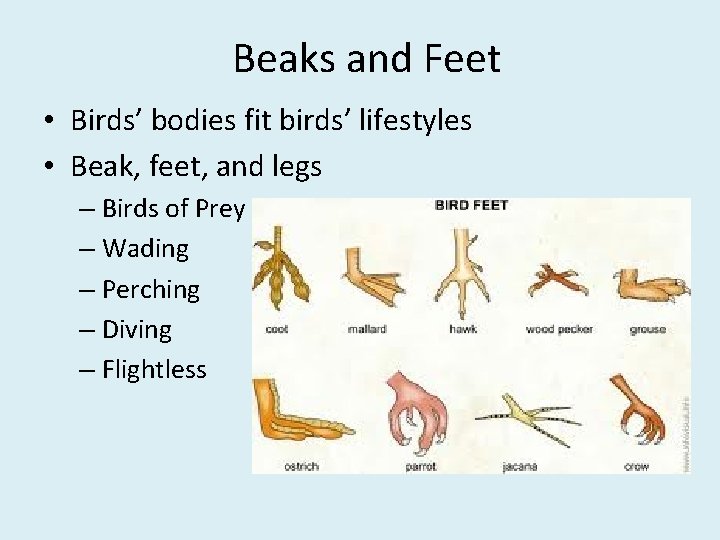 Beaks and Feet • Birds’ bodies fit birds’ lifestyles • Beak, feet, and legs