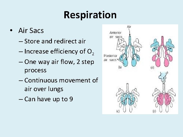 Respiration • Air Sacs – Store and redirect air – Increase efficiency of O