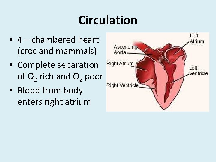 Circulation • 4 – chambered heart (croc and mammals) • Complete separation of O