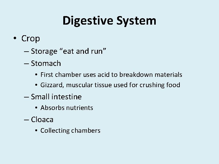 Digestive System • Crop – Storage “eat and run” – Stomach • First chamber