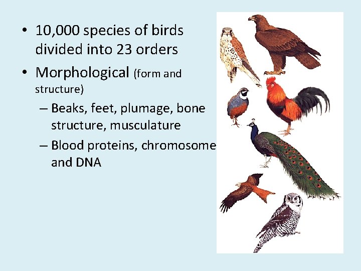  • 10, 000 species of birds divided into 23 orders • Morphological (form