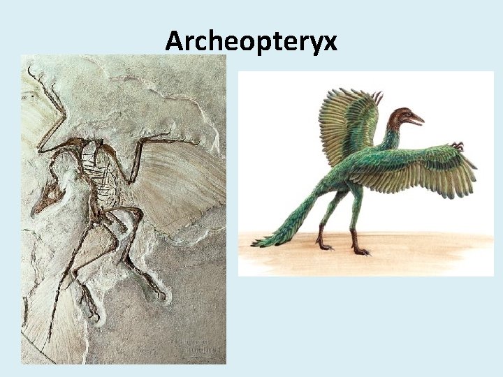 Archeopteryx 