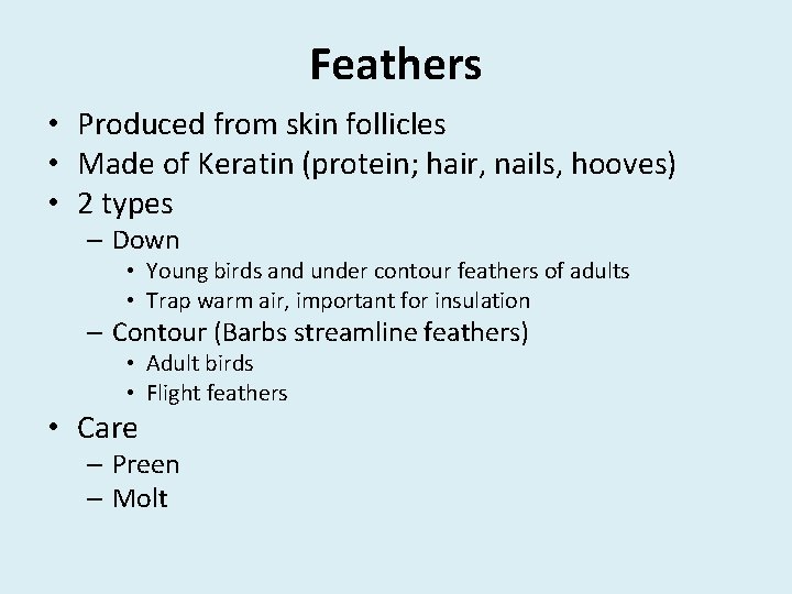 Feathers • Produced from skin follicles • Made of Keratin (protein; hair, nails, hooves)