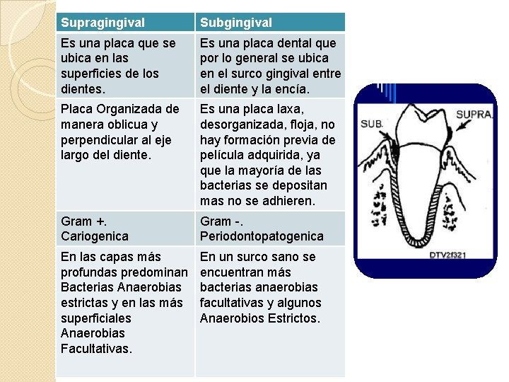 Supragingival Subgingival Es una placa que se ubica en las superficies de los dientes.