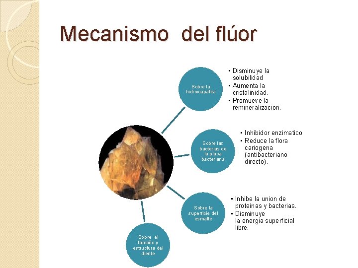 Mecanismo del flúor Sobre la hidroxiapatita Sobre las bacterias de la placa bacteriana Sobre