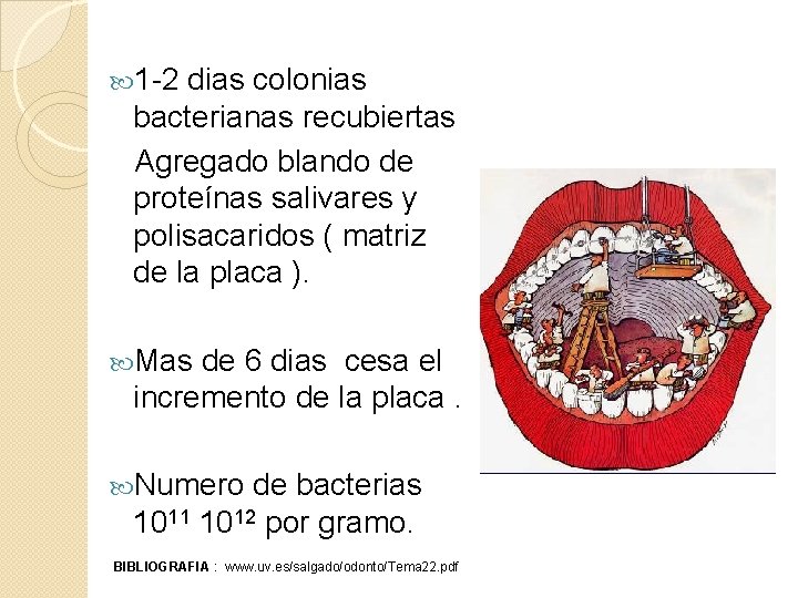  1 -2 dias colonias bacterianas recubiertas Agregado blando de proteínas salivares y polisacaridos
