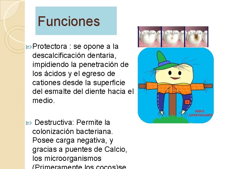 Funciones Protectora : se opone a la descalcificación dentaria, impidiendo la penetración de los