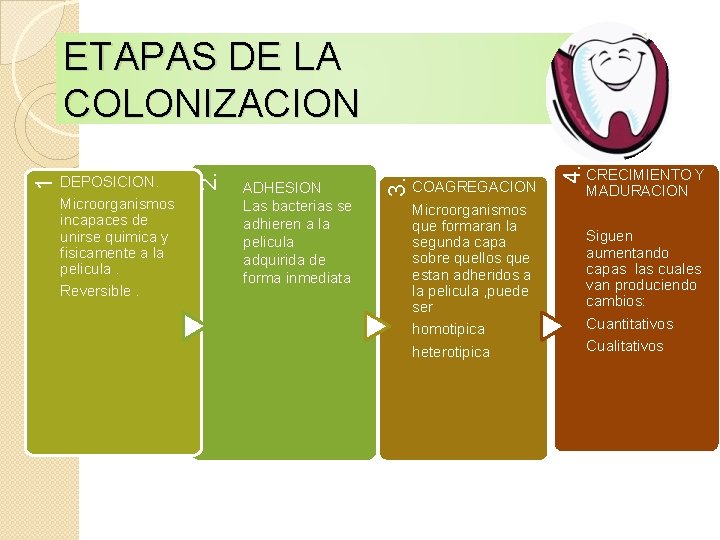  COAGREGACION Microorganismos que formaran la segunda capa sobre quellos que estan adheridos a