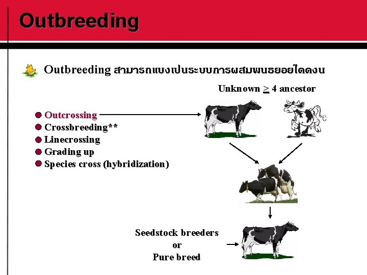 Outbreeding สามารถแบงเปนระบบการผสมพนธยอยไดดงน Unknown > 4 ancestor Outcrossing Crossbreeding** Linecrossing Grading up Species cross (hybridization)