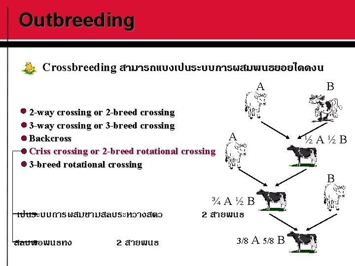 Outbreeding Crossbreeding สามารถแบงเปนระบบการผสมพนธยอยไดดงน A 2 -way crossing or 2 -breed crossing 3 -way crossing