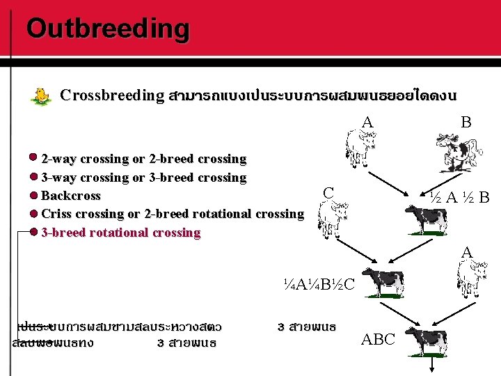 Outbreeding Crossbreeding สามารถแบงเปนระบบการผสมพนธยอยไดดงน A 2 -way crossing or 2 -breed crossing 3 -way crossing