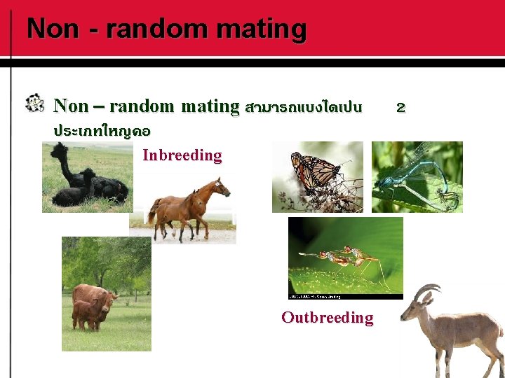 Non - random mating Non – random mating สามารถแบงไดเปน ประเภทใหญคอ Inbreeding Outbreeding 2 
