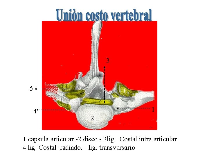 3 5 4 1 2 1 capsula articular. -2 disco. - 3 lig. Costal