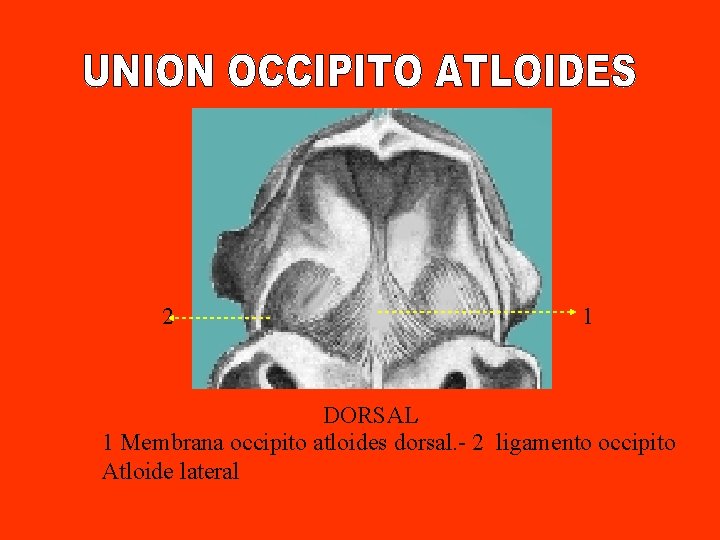 2 1 DORSAL 1 Membrana occipito atloides dorsal. - 2 ligamento occipito Atloide lateral