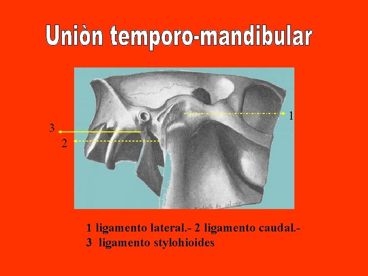 1 3 2 1 ligamento lateral. - 2 ligamento caudal. 3 ligamento stylohioides 