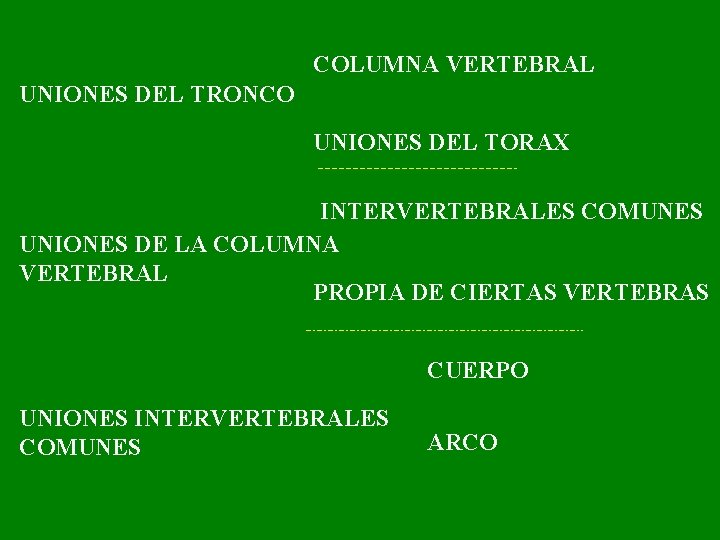 COLUMNA VERTEBRAL UNIONES DEL TRONCO UNIONES DEL TORAX INTERVERTEBRALES COMUNES UNIONES DE LA COLUMNA